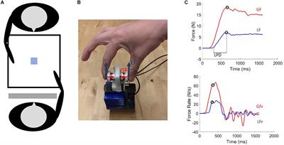 Observation of Both Skilled and Erroneous Object Lifting Can Improve Predictive Force Scaling in the Observer